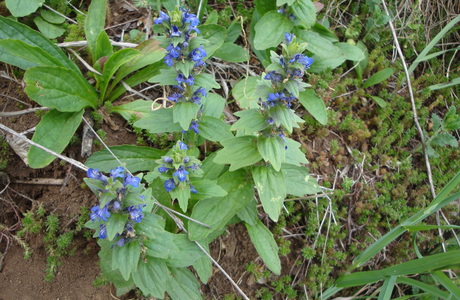 Genfer Günsel (Ajuga genevensis) - © Bernard Wieser Genfer Günsel (Ajuga genevensis) - © Bernard Wieser